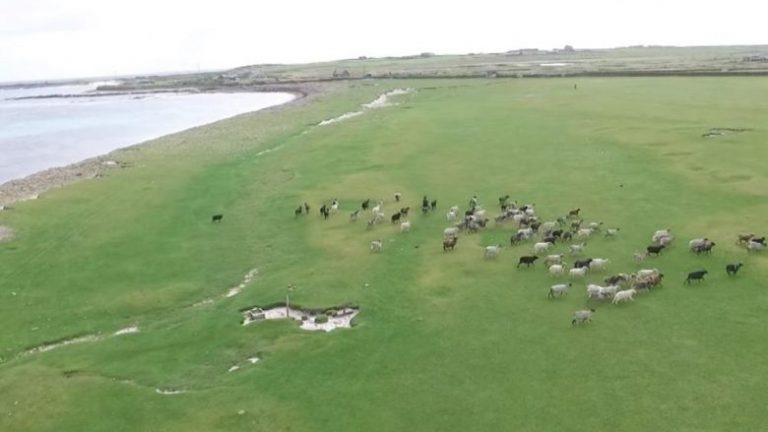 Ishulli skocez ofron punën e ëndrrave, kandidatët duhet të kujdesen për delet – paga 24,473 eur në vit