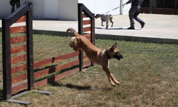 Policia e Kosovës trajnon operatorë me qen zyrtar për kërkim të armëve, drogave dhe kartëmonedhave